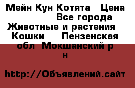 Мейн Кун Котята › Цена ­ 15 000 - Все города Животные и растения » Кошки   . Пензенская обл.,Мокшанский р-н